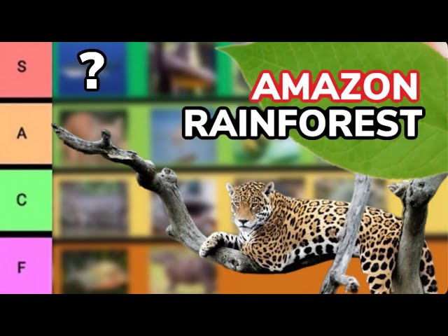 Amazon Rainforest Animals Tier List
