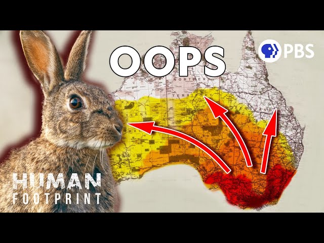 How 13 Rabbits Became 600 Million