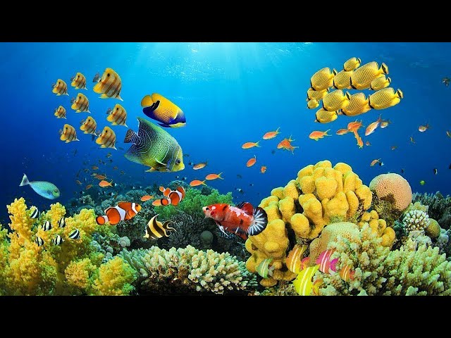 Relaxing Music to Relieve Stress, Anxiety and Depression • Mind, Body 🐬 Soothing music for nerves