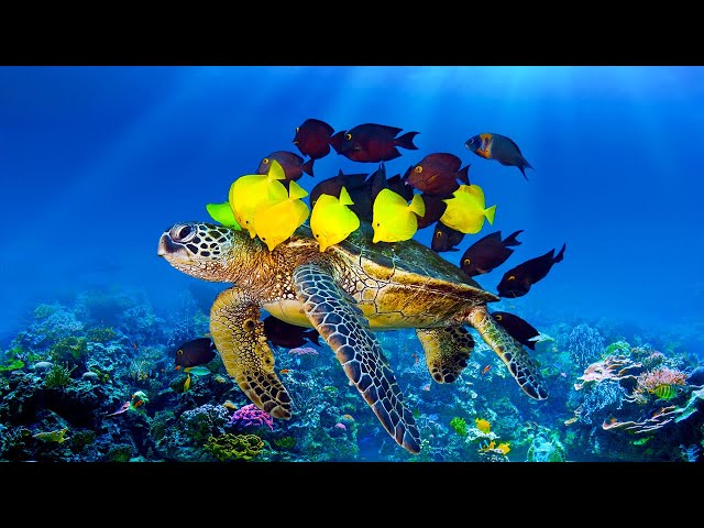 Расслабляющая музыка с океанскими волнами: красивое фортепиано, музыка для сна, снятие стресса