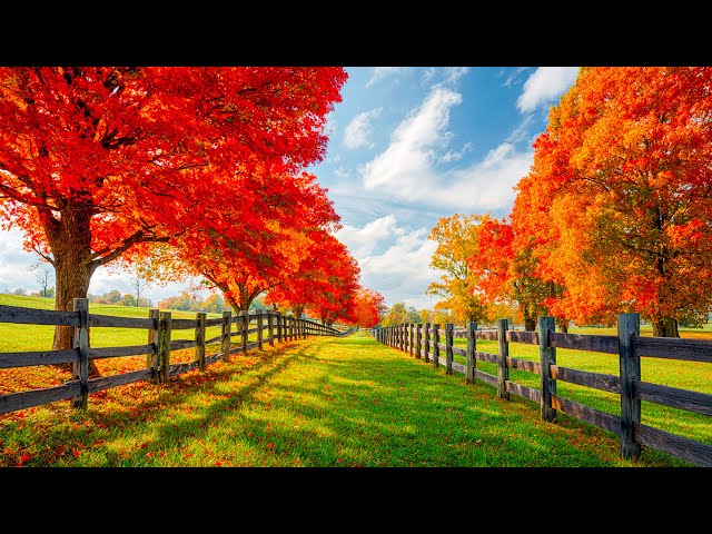 Расслабляющая музыка для снятия стресса, прекрасный осенний пейзаж и красочная морская жизнь