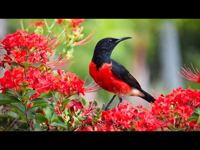 Calming Birds & Piano: Relax & Unwind with Nature Sounds for Anxiety Relief 🕊️🕊️🕊️