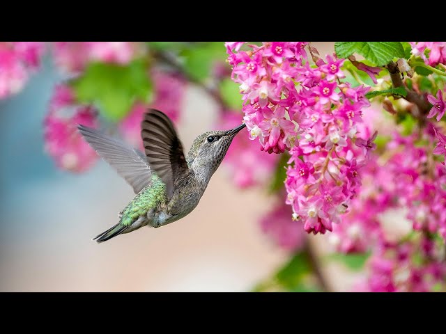 ВОССТАНОВЛЕНИЕ НЕРВНОЙ СИСТЕМЫ 🌿 Нежная музыка, успокаивает нервную систему и радует душу