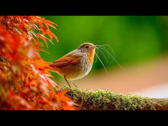 Музыка спокойствия 🌿 Восстановление нервной системы и умиротворение души #1