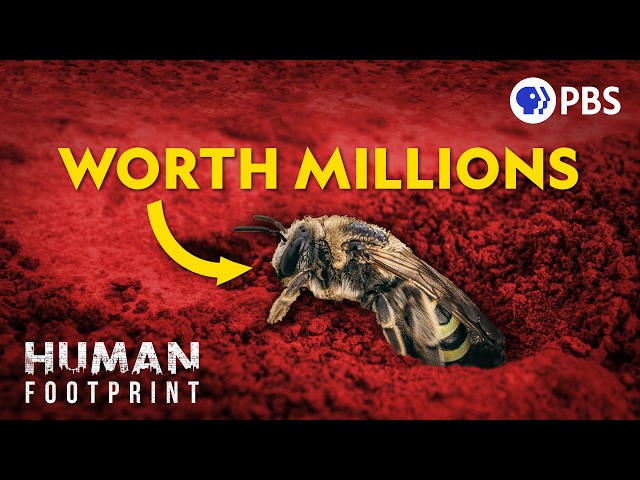 This Bee Is Worth Millions (And You've Never Heard Of It)