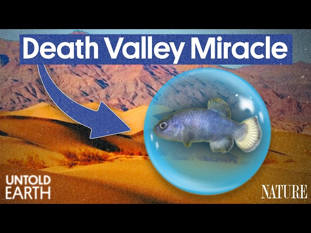 Why The World’s Rarest Fish Is Trapped In The Hottest Desert On Earth
