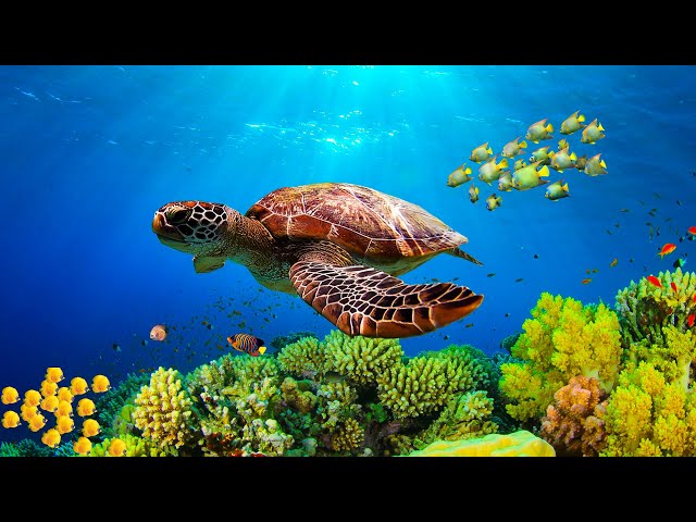 Целебная музыка для души и сердца - спокойные мелодии для нервов #1