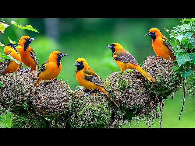Расслабляющая музыка и пение птиц 🐦 Успокаивающая музыка восстанавливает нервную систему