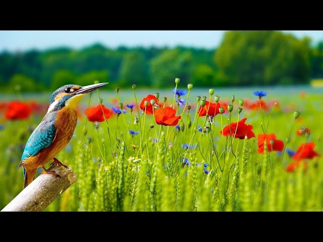 ВОССТАНОВЛЕНИЕ НЕРВНОЙ СИСТЕМЫ 🌿 Нежная музыка, успокаивает нервную систему и радует душу