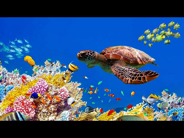 Нежная лечебная музыка здоровья и для успокоения нервной системы, глубокого релакса ! Скажи Жизни Да