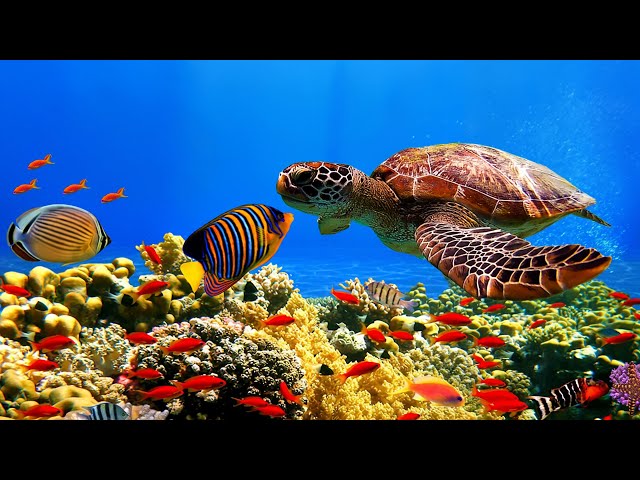 Нежная музыка, успокаивает нервную систему и радует душу 🐋 Шум моря,  звук моря