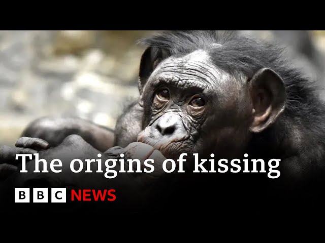 Where did kissing come from? | BBC News