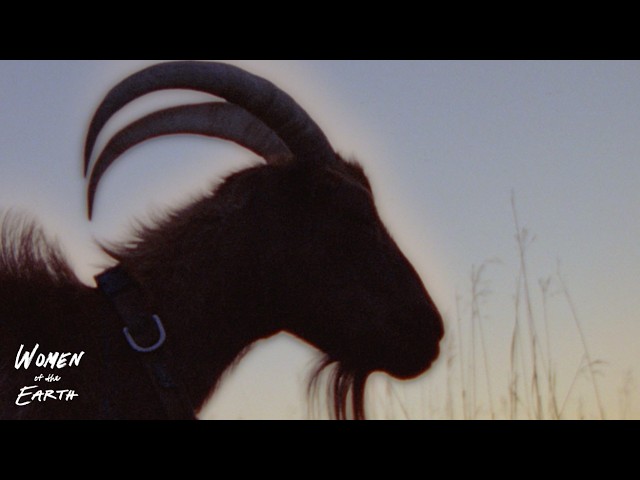 How Tiny Hooves Are Rewilding the Great Plains