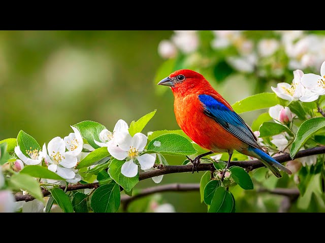 ВОССТАНОВЛЕНИЕ НЕРВНОЙ СИСТЕМЫ 🌿 Нежная музыка, успокаивает нервную систему и радует душу