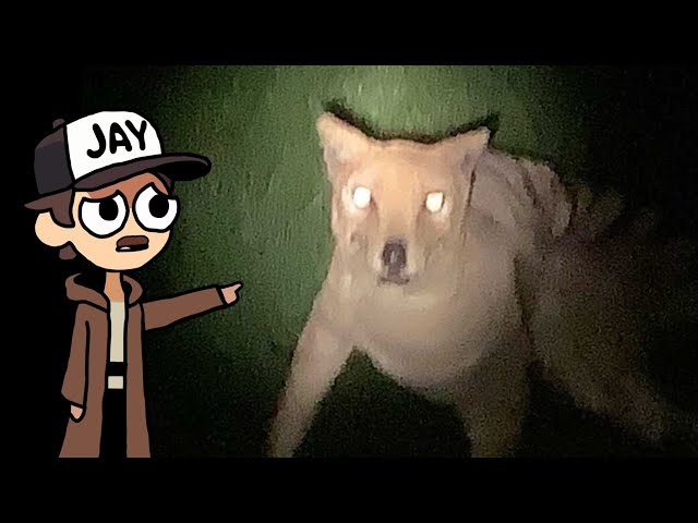 “Last” sightings of extinct animals