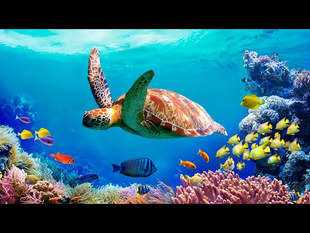 Нежная музыка, успокаивает нервную систему и радует душу 🐋 Шум моря,  звук моря