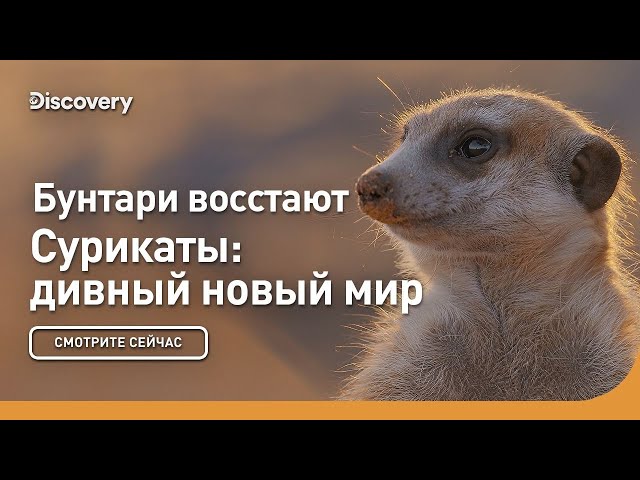 Бунтари восстают | Сурикаты: дивный новый мир | Discovery