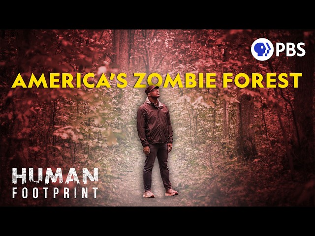 America's Great Lost Tree Is Finally Returning