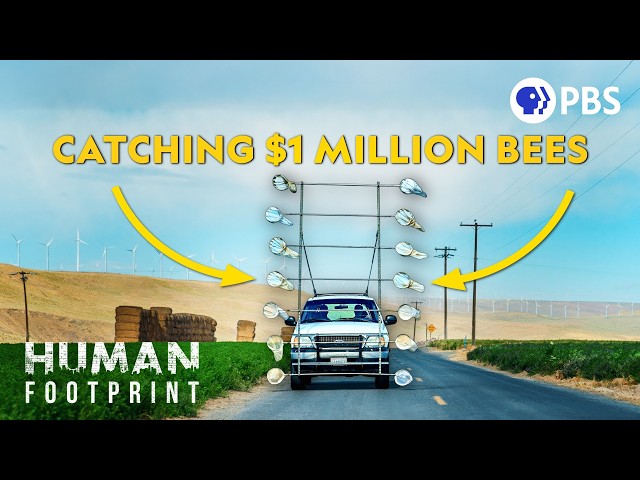 This Bee Is Worth Millions (And You've Never Heard Of It)