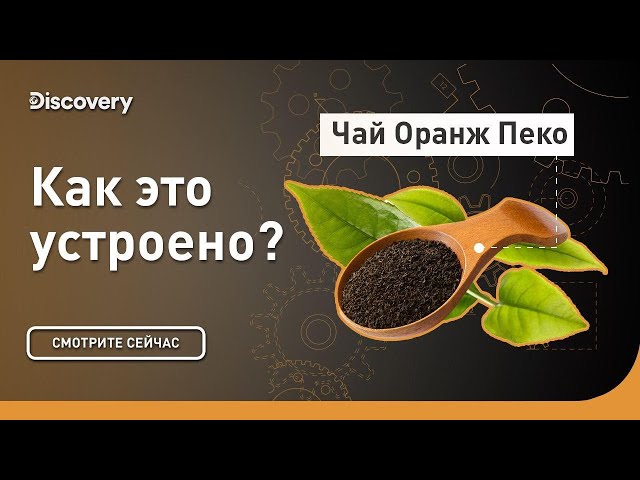 Чай Оранж Пеко | Как это устроено | Discovery