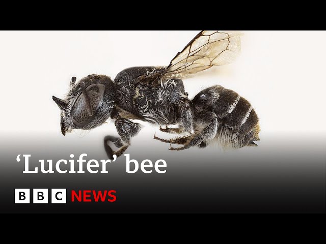 New 'Lucifer' bee with devil-like horns found in Australia | BBC News