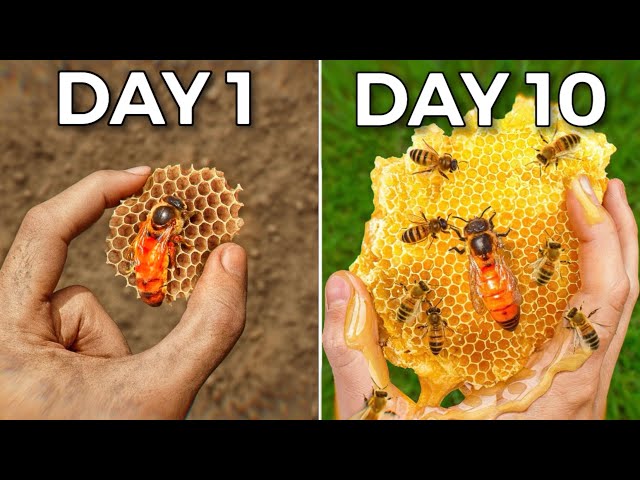 Raising 10,000 Bees (in my home)