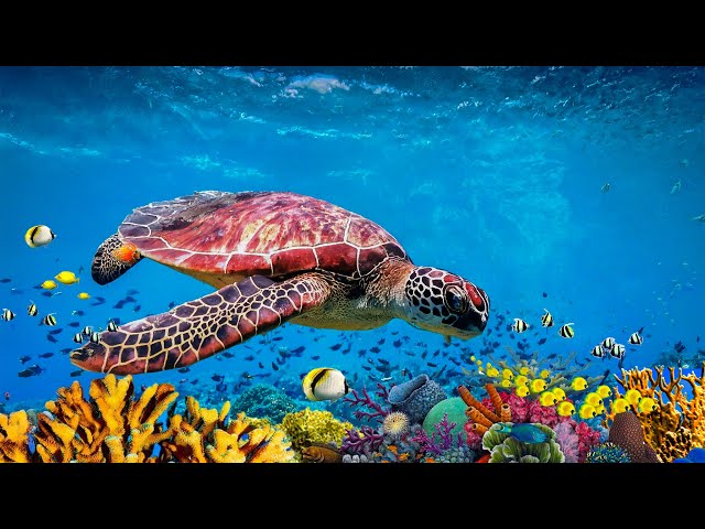 Музыка для души 🐋Нежная лечебная музыка здоровья и для успокоения нервной системы