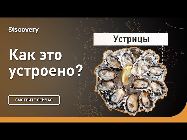 Устрицы | Как это устроено? | Discovery