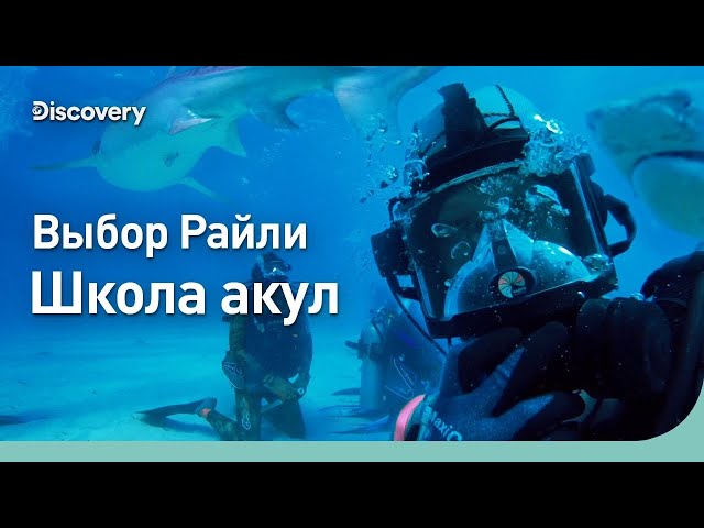 Выбор Райли | Школа акул | Discovery