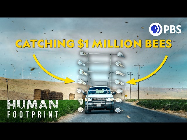 This Bee Is Worth Millions (And You've Never Heard Of It)