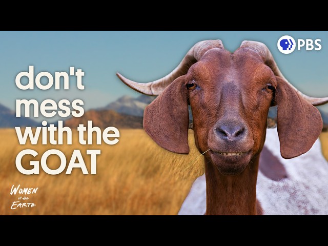 How Tiny Hooves Are Rewilding the Great Plains