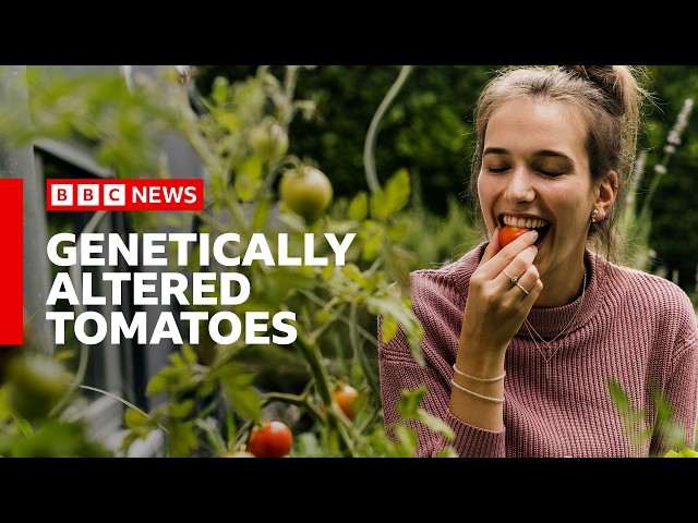 Why are tomatoes being genetically altered for vitamin D? | BBC News