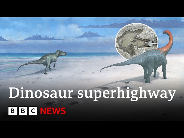 One of the world’s longest dinosaur trackways uncovered in UK | BBC News