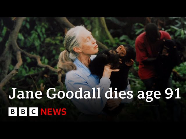 Jane Goodall, chimpanzee expert and animal rights campaigner, dies age 91 | BBC News