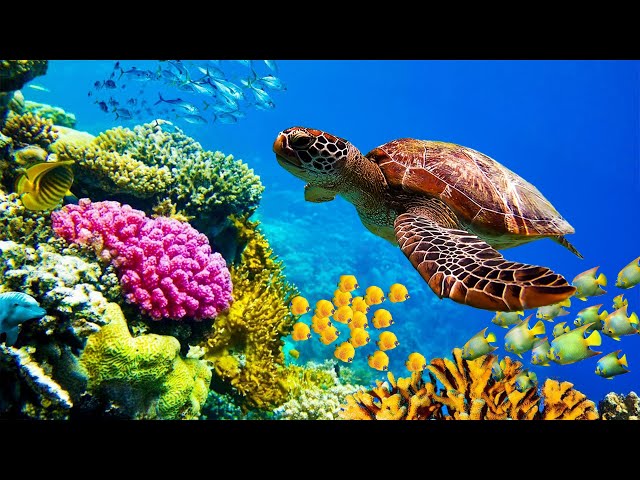 Расслабляющая музыка с океанскими волнами: красивое фортепиано, музыка для сна, снятие стресса