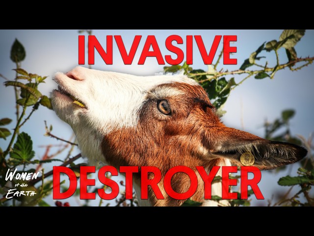 How Tiny Hooves Are Rewilding the Great Plains