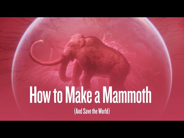How to Make a Mammoth (and save the world)