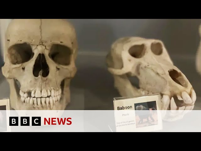 British scientists grow tooth in a laboratory | BBC News