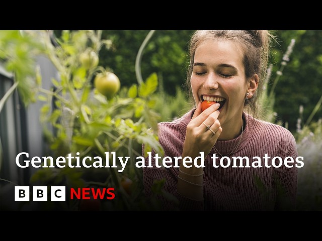 Why are tomatoes being genetically altered for vitamin D? | BBC News