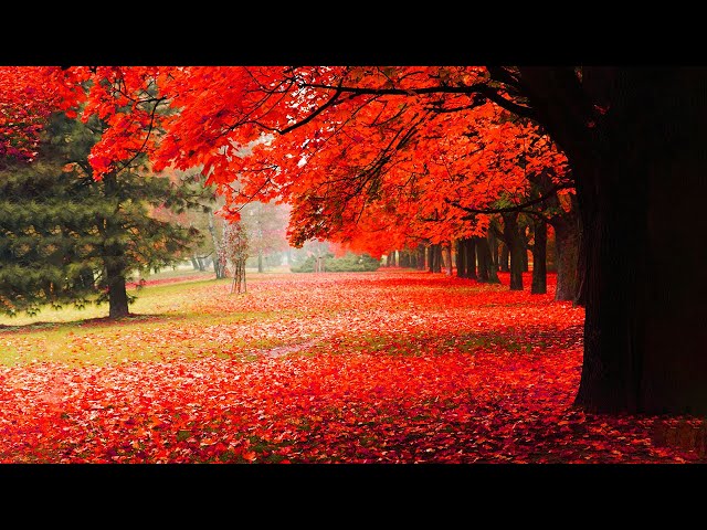 ''Beautiful Autumn'' 🍁 Relaxing Peaceful Music, Calm Music, Music Heals The Heart And Blood Vessels
