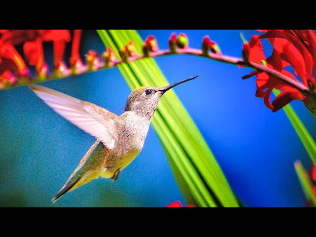 Восстанови душевный покой 🌿 Музыка природы и пианино для нервной системы