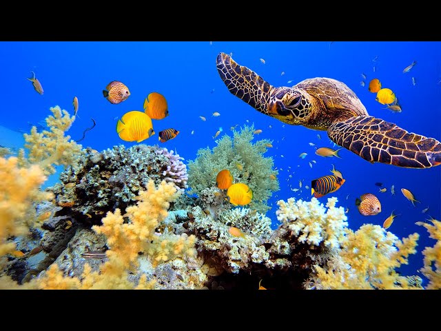 Beautiful Relaxing Music - Stop Overthinking, Stress Relief, Ocean Waves Sound