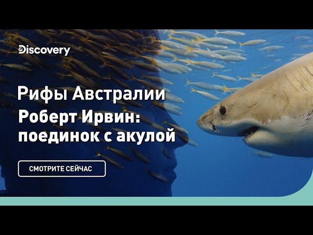 Рифы Австралии | Роберт Ирвин: поединок с акулой | Discovery