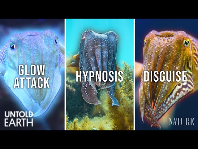 We Crashed the Ocean’s Freakiest Breeding Ground