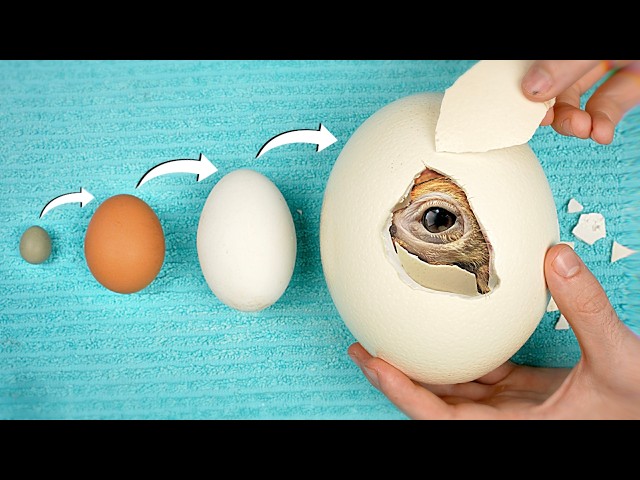 World’s Biggest vs Smallest Egg - Hatching Experiment