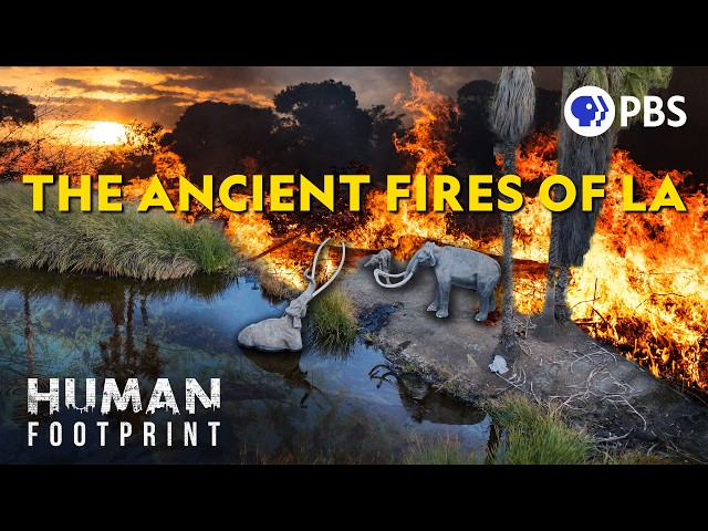 The Mysterious Mass Extinction Hidden in LA