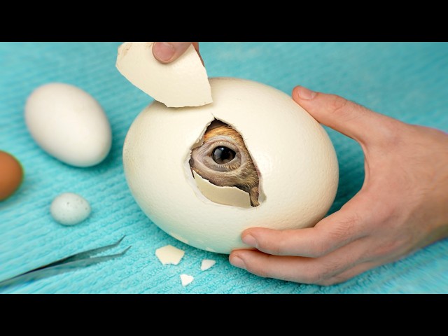 World’s Biggest vs Smallest Egg - Hatching Experiment
