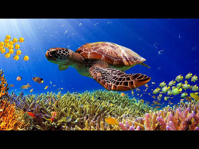 Расслабляющая музыка с океанскими волнами: красивое фортепиано, музыка для сна, снятие стресса