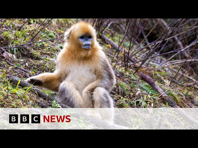 The battle to save China's rare snub-nosed monkey | BBC News