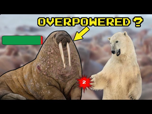 Are Walrus OP?